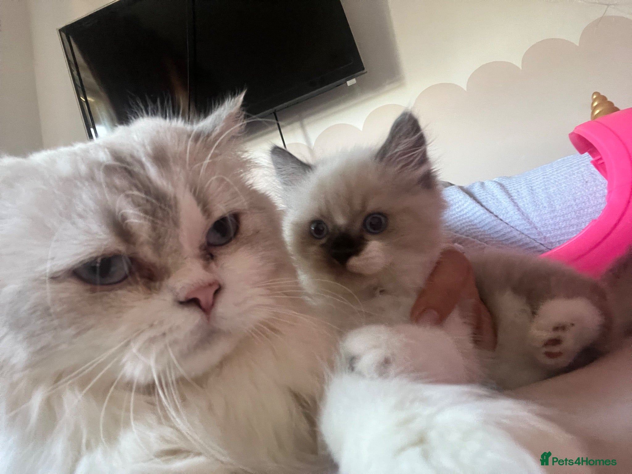 Persian cats Beautiful colourpoint persian/ragdoll - Advert 17