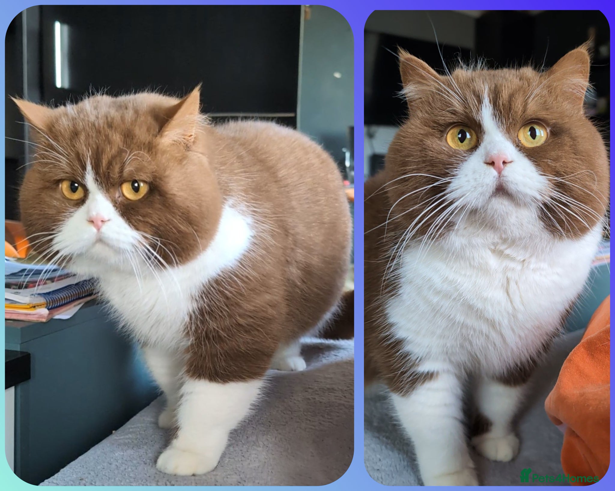 British Shorthair cats ♦️TICA and GCCF ACTIVE 🏆CHAMPIONSHIP •CINNAMON•   - Advert 5