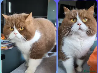 British Shorthair cats โฆ๏ธTICA and GCCF ACTIVE ๐CHAMPIONSHIP โขCINNAMONโข - Advert 4