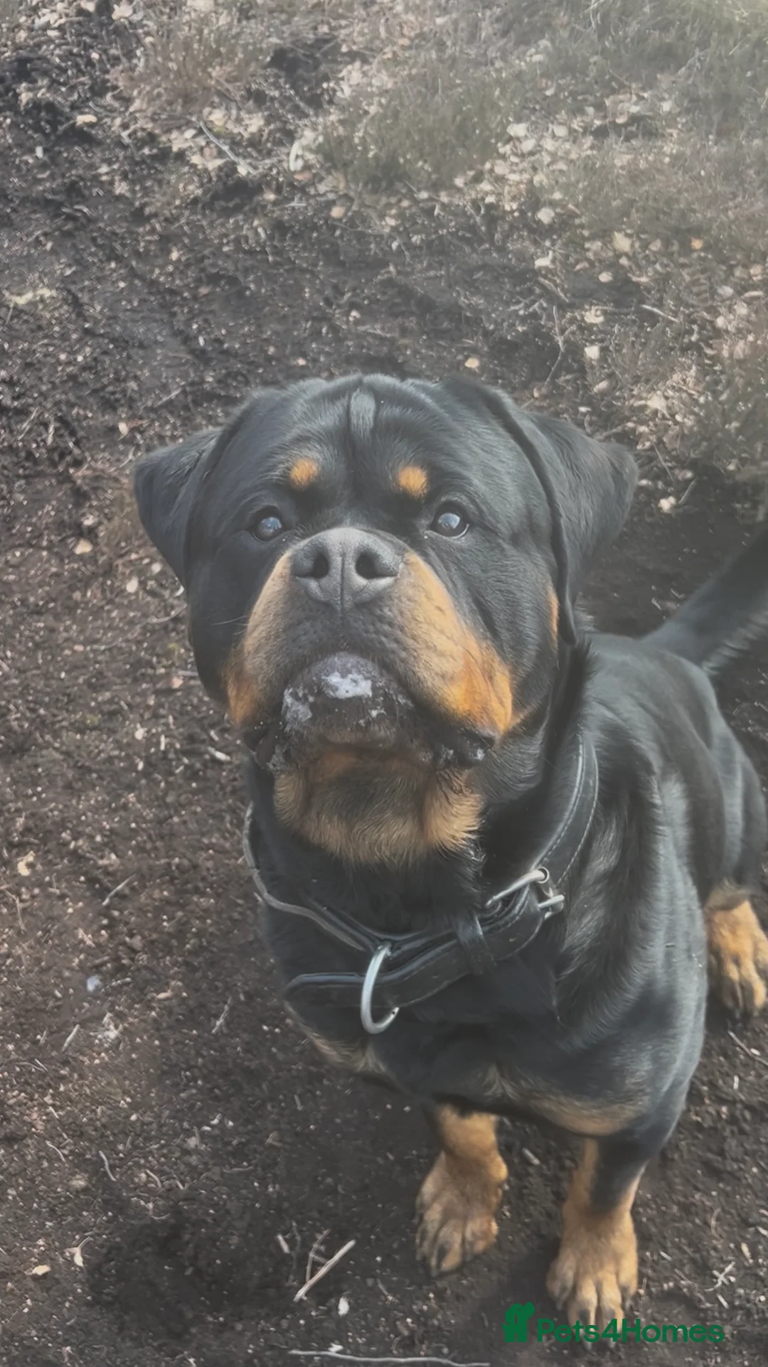 Rottweiler dogs for stud: Serbian Import - OTTO for stud  in Doncaster - Advert 15