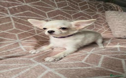 Chihuahua dogs for sale: 3 Handsome (KC) Chihuahua boys left (New photos) - Image 18