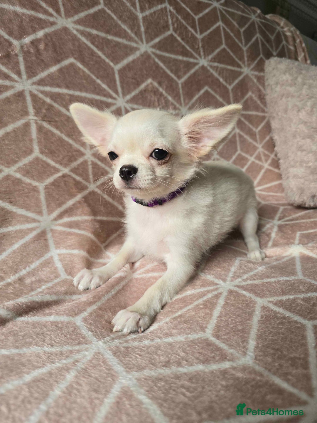 Chihuahua dogs for sale: 3 Handsome (KC) Chihuahua boys left (New photos) - Image 18