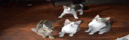 Mixed Breed cats for sale: 6 kittens desperately looking for a forever home - Advert 28