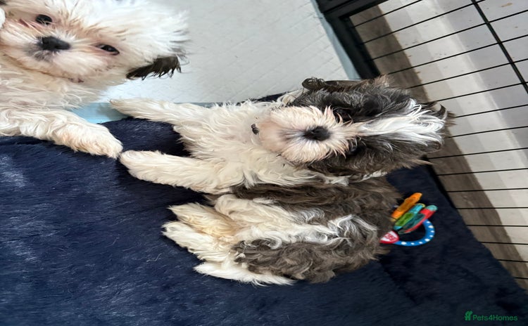 Shih Tzu dogs - Advert 7
