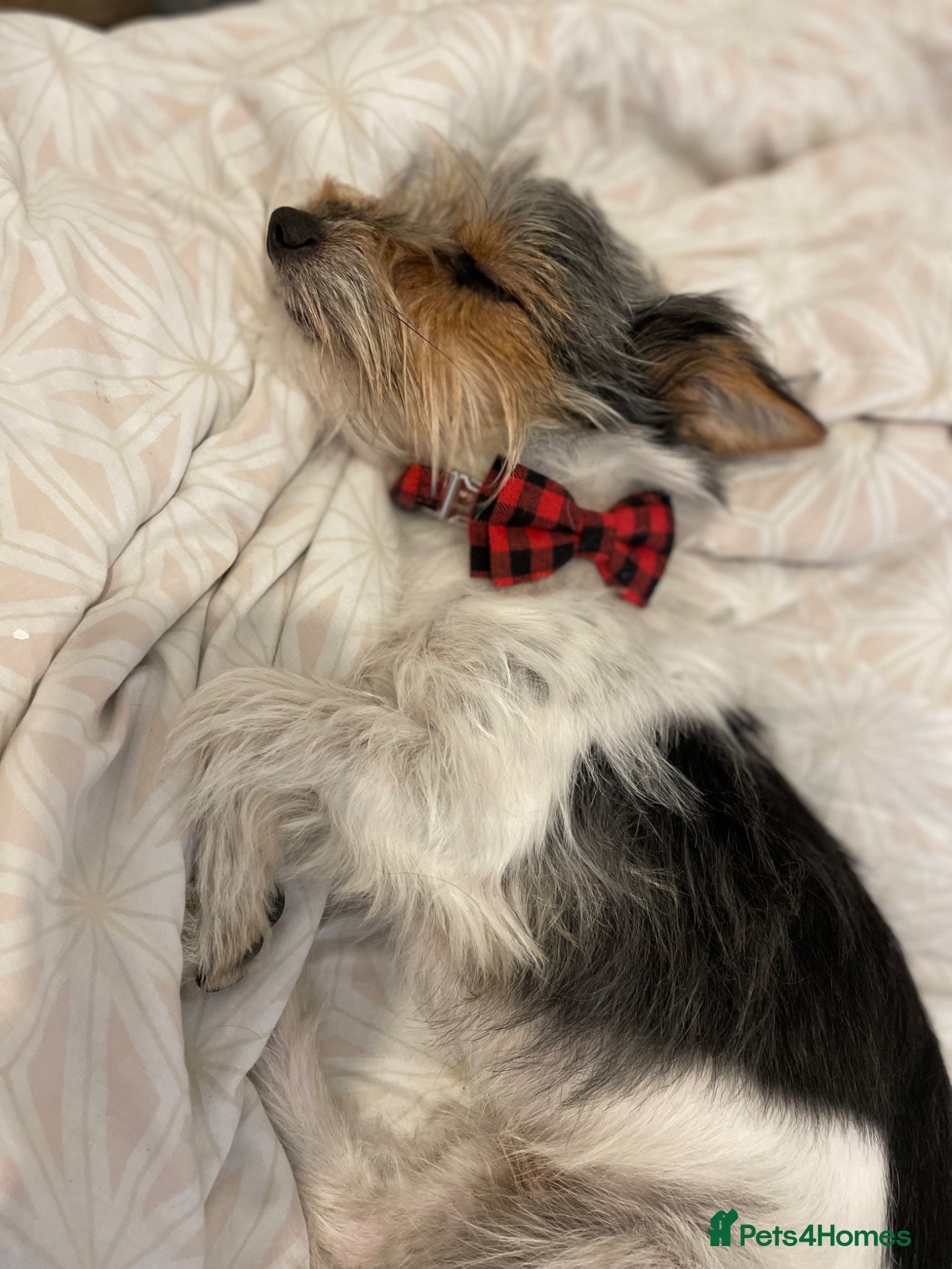 Jackapoo dogs for sale: Buster in Kidderminster - Advert 6