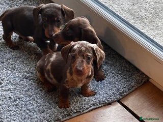 Miniature Dachshund dogs - Advert 13