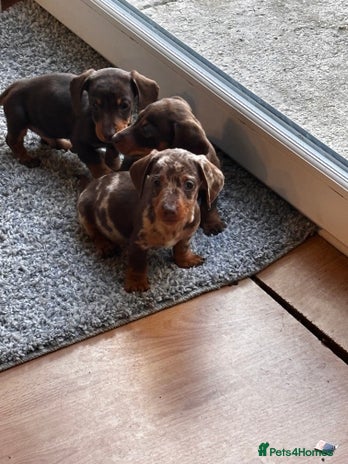Miniature Dachshund dogs - Advert 9