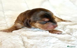 Cocker Spaniel dogs for sale: KC Reg Fully Health Tested Showline Cocker Spaniel - Image 22