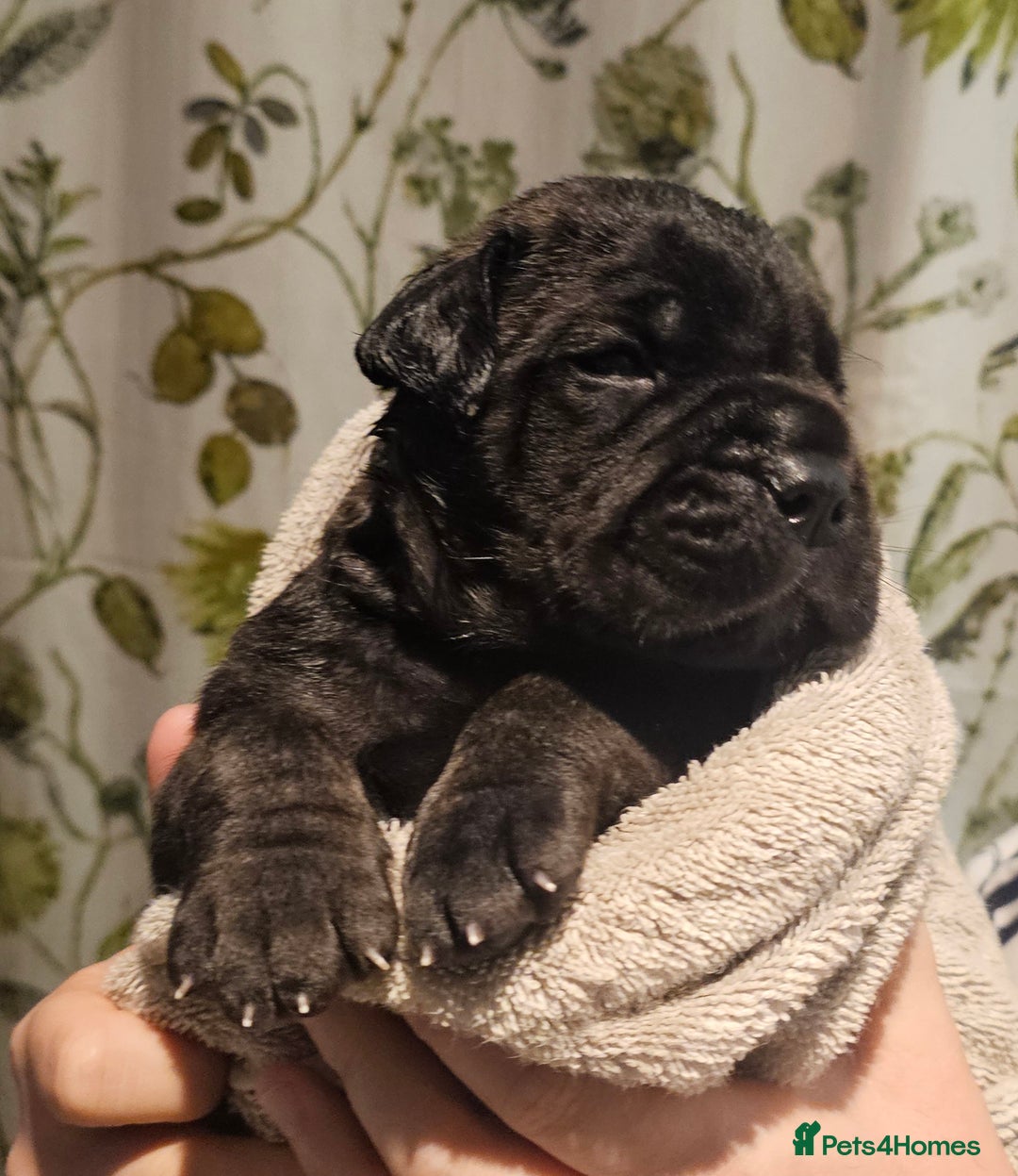 Bullmastiff dogs for sale: Quality Health Tested KC Bullmastiffs - Advert 1