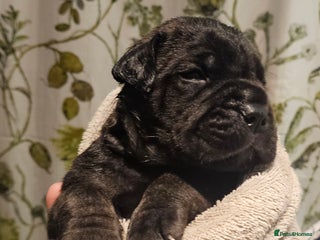 Bullmastiff dogs for sale: Quality Health Tested KC Bullmastiffs - Advert 1