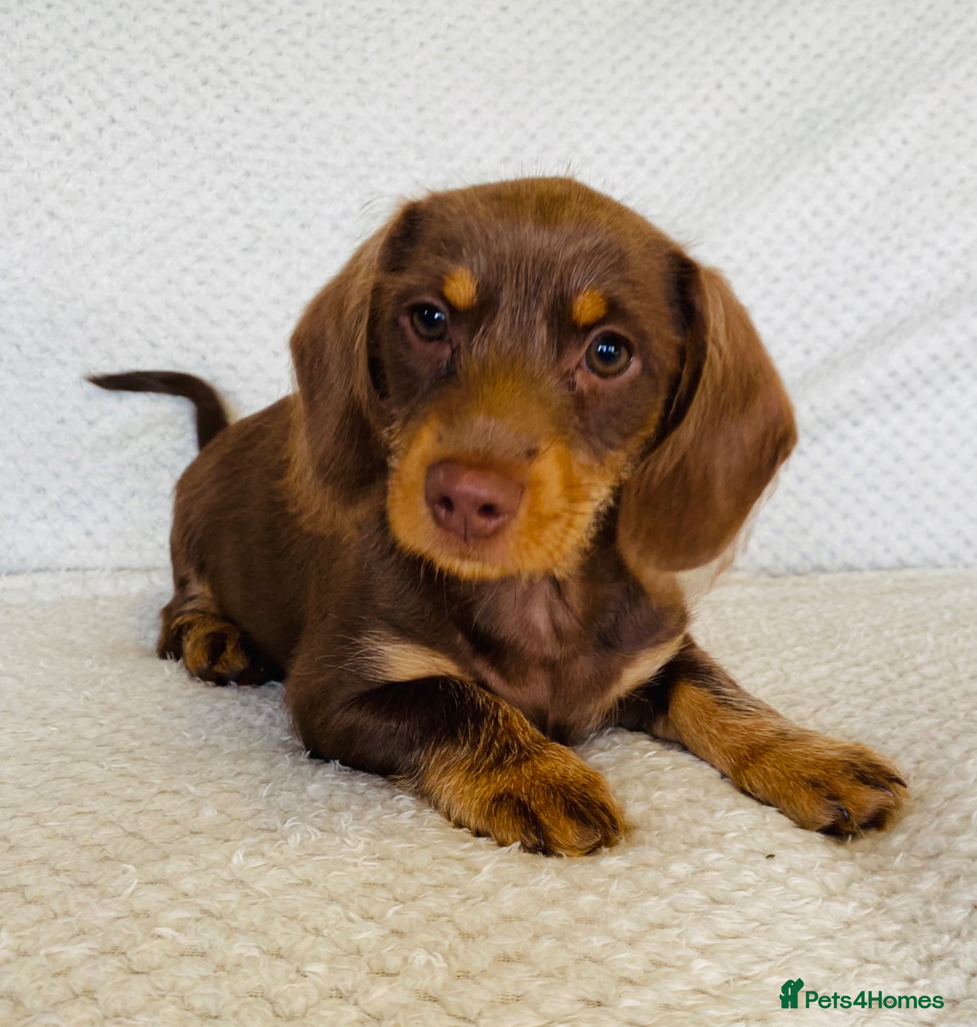 Miniature Dachshund dogs Miniature Dachshund Puppies £750 - Advert 7