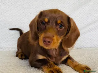 Miniature Dachshund dogs Miniature Dachshund Puppies £750 - Advert 6