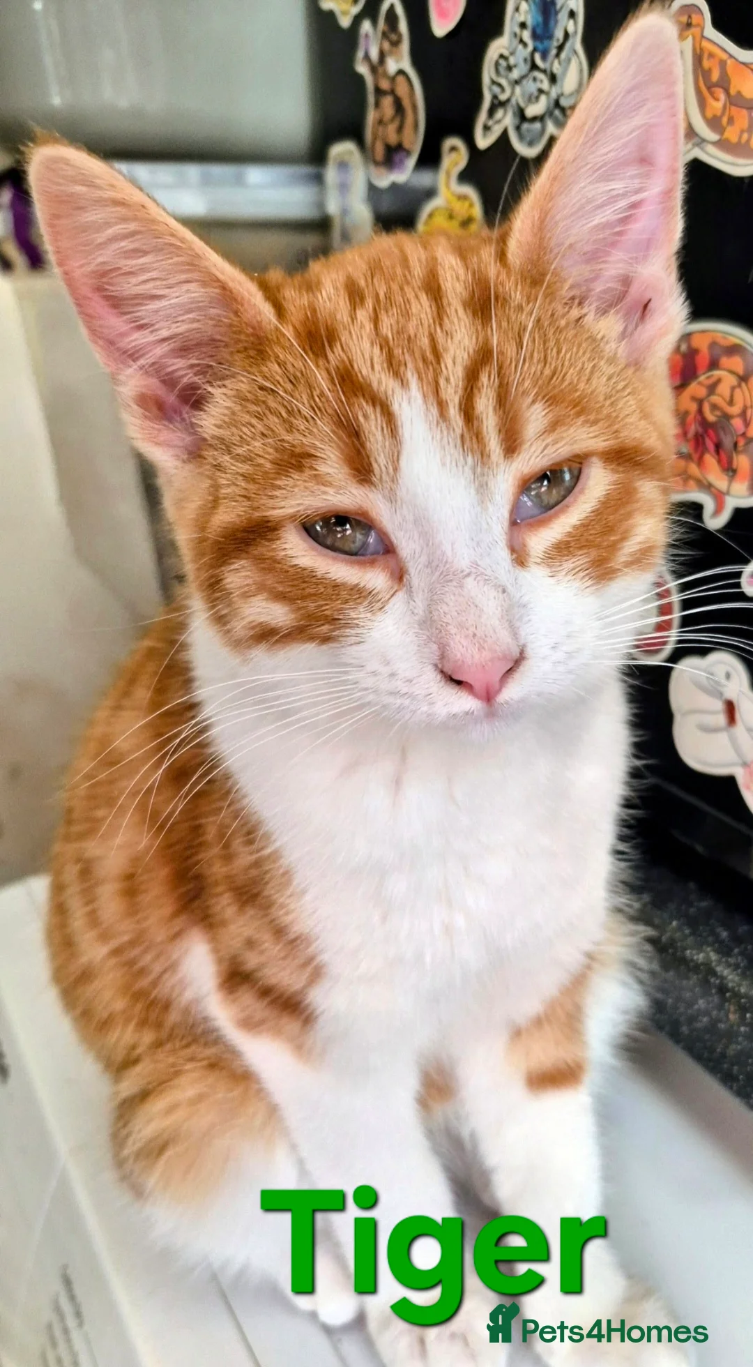 Mixed Breed cats for sale: Loving home/s sought - Advert 1