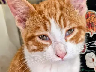 Mixed Breed cats Loving home/s sought - Advert 4