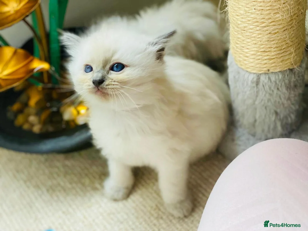Ragdoll cats for sale: Pure Stunning Ragdoll Kittens  - Advert 15