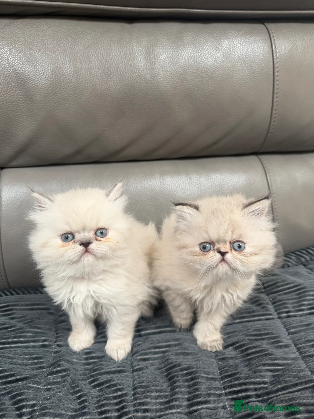 Persian cats for sale: Two Persian cuties  in Widnes - Advert 1