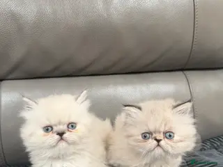 Persian cats Two Persian cuties - Advert 3