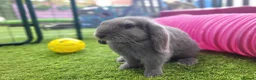 Mini Lop rabbits for sale: Beautiful Mini Lop Mix Rabbits - READY THURSDAY  - Advert 6