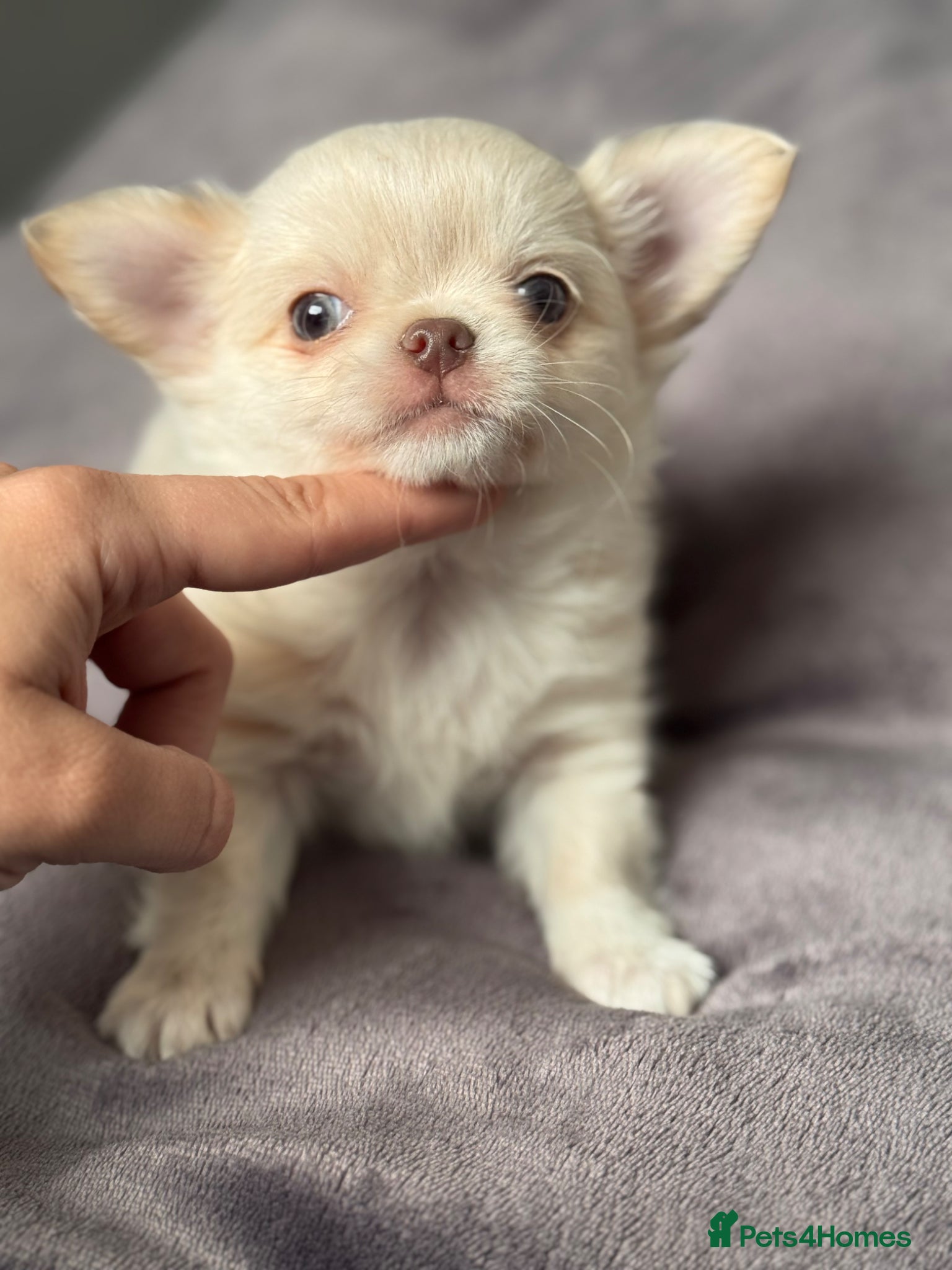 Chihuahua dogs READY TO GO, tiny cream longcoat chihuahua boy - Advert 12