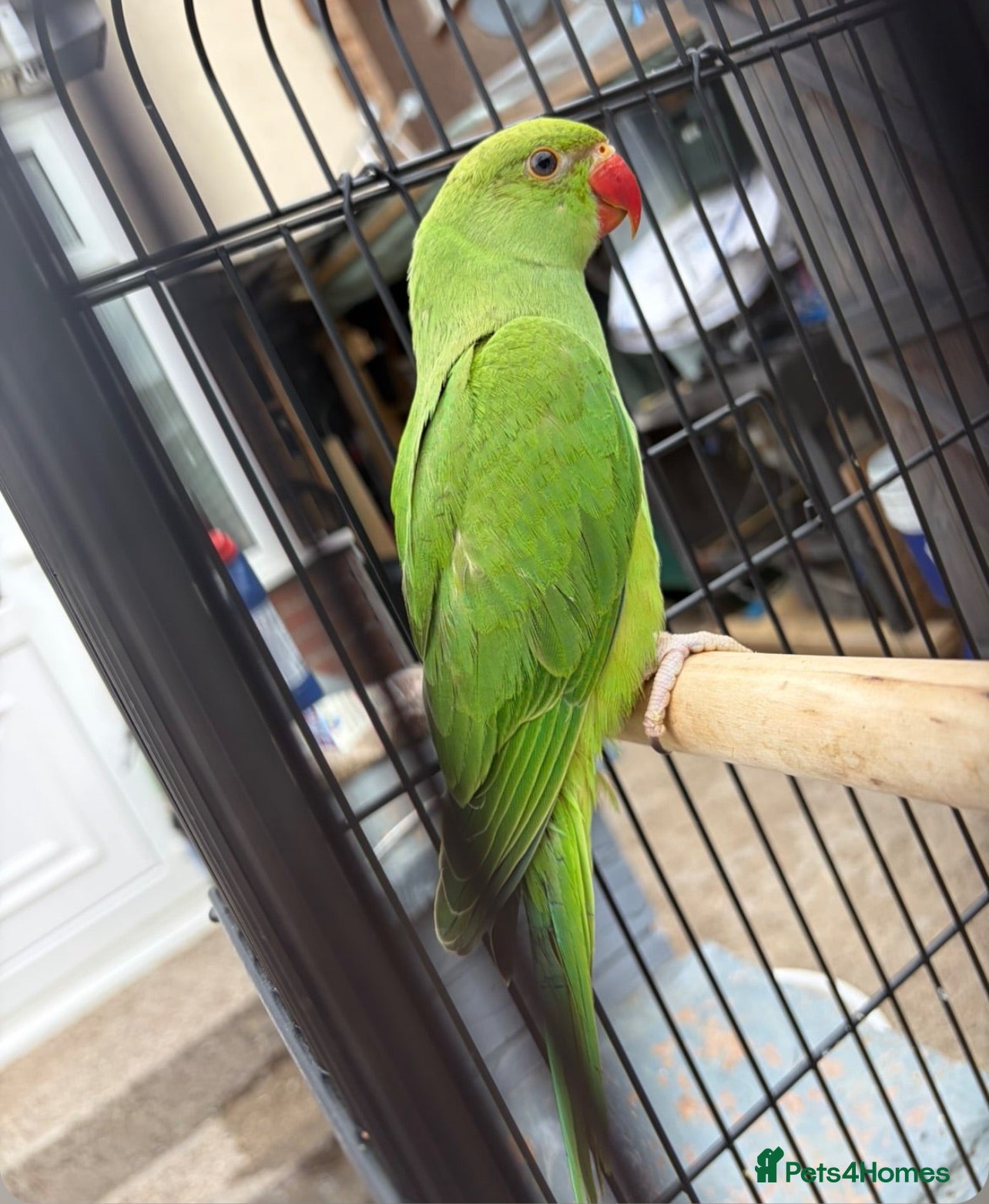 Parakeets birds Green ring neck parakeets  - Advert 1