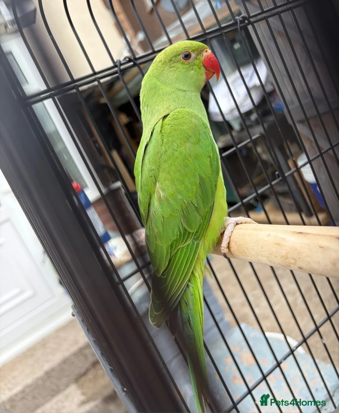 Parakeets birds for sale: Green ring neck parakeets  in Stockton-on-Tees - Advert 1