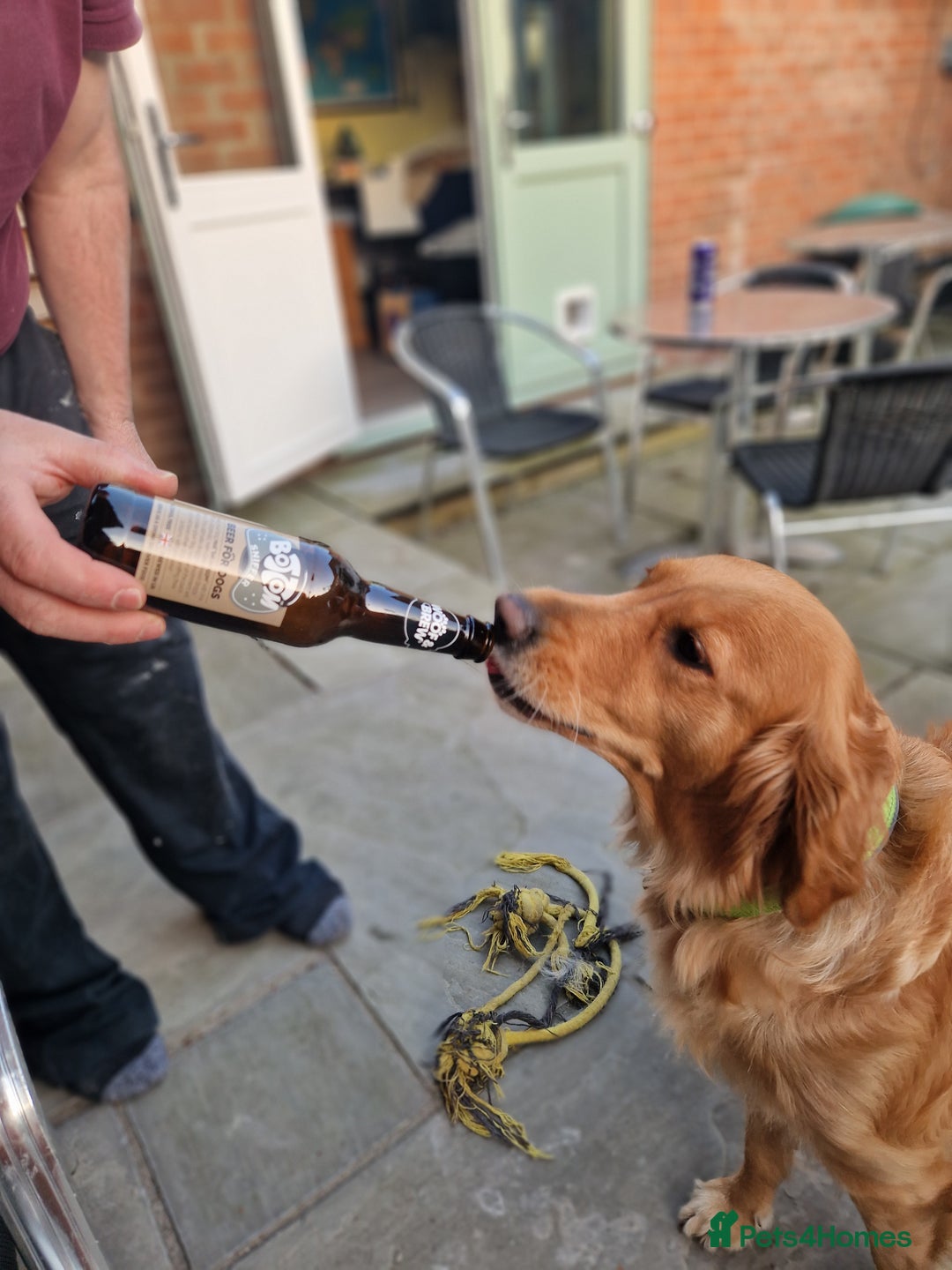 Golden Retriever dogs for sale: Gorgeous dark golden litter - Image 6