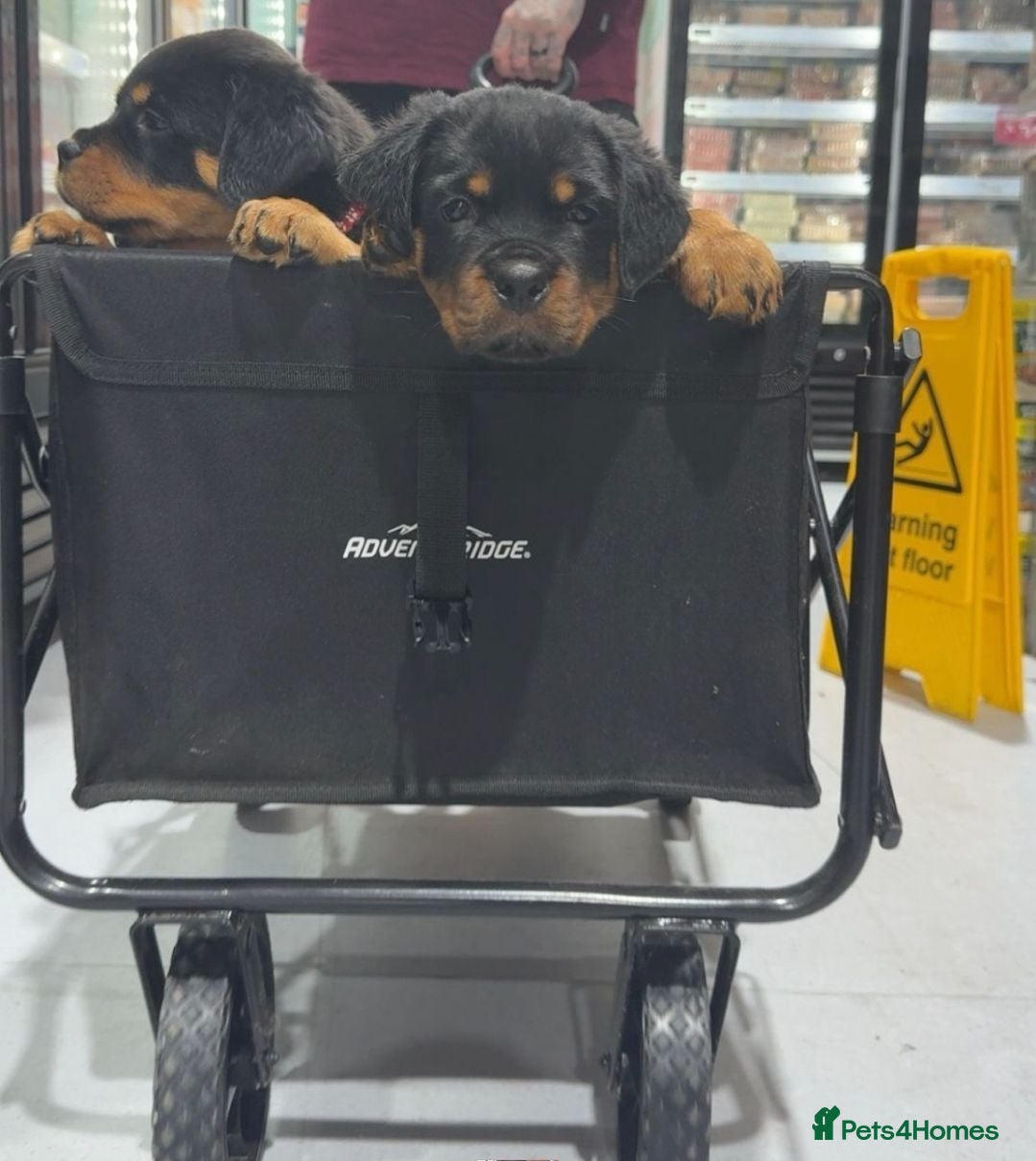 Rottweiler dogs Rottweiler puppies ready 17th june - Advert 1