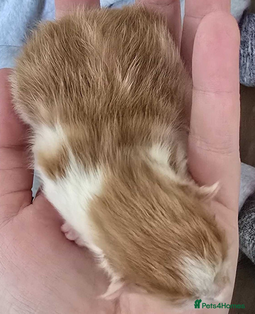 Mixed Breed cats for sale: winnies litter - Advert 3