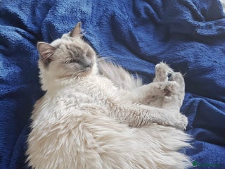 Ragdoll cats FLUFFY RAGDOLL-PERSIAN KITTENS - Advert 15