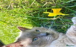 Ragdoll cats for sale: Friendly Male ragdoll for sale  - Image 5