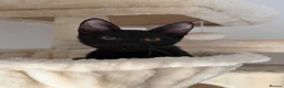 Arabian Mau cats for sale: Cuddly black kitten with unique white whiskers - Advert 4