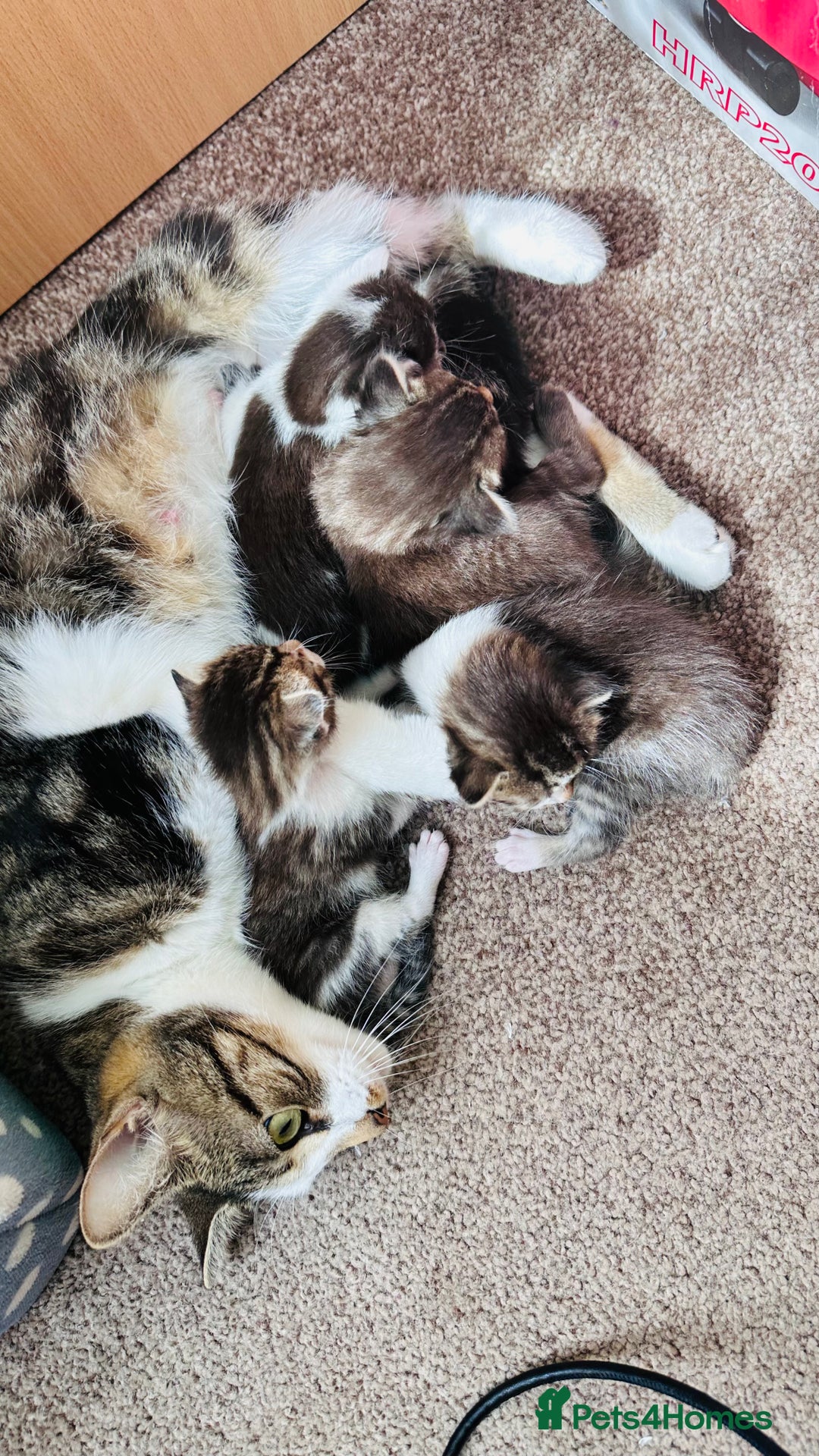 Mixed Breed cats for sale: 4 Adorable Kittens Looking for Their Forever Homes - Image 2