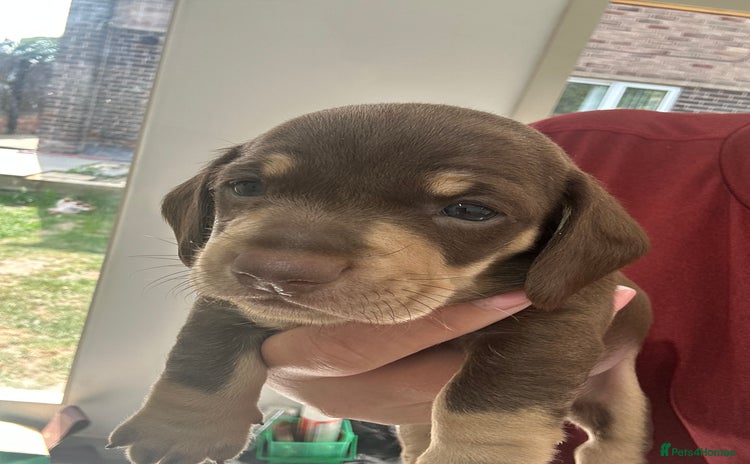 Miniature Dachshund dogs - Advert 9