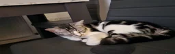 American Shorthair cats for sale: 2 beautiful 3 year old cats  - Advert 4