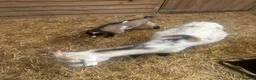 Goats livestock for sale: Pigmy goats  - Advert 7