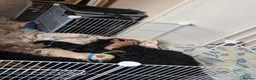 Cockapoo dogs for sale: Cockerpoo puppies  in Grantham - Advert 35