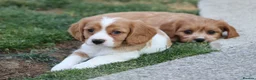 Cockapoo dogs for sale: Beautiful Cockerlierpoo puppies for sale - Advert 24