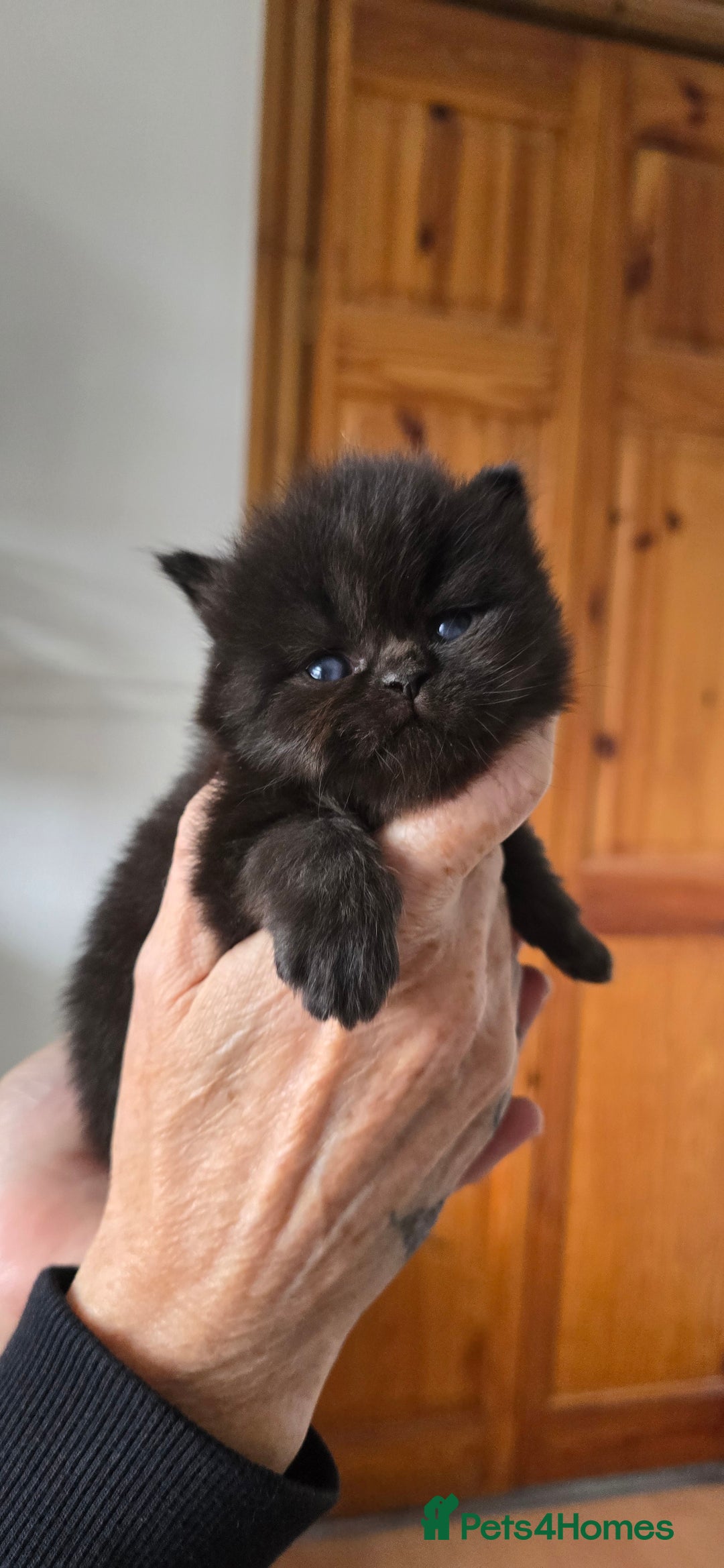 British Longhair cats for sale: 💙🩷 stunning British longhair 💙🩷 - Image 9