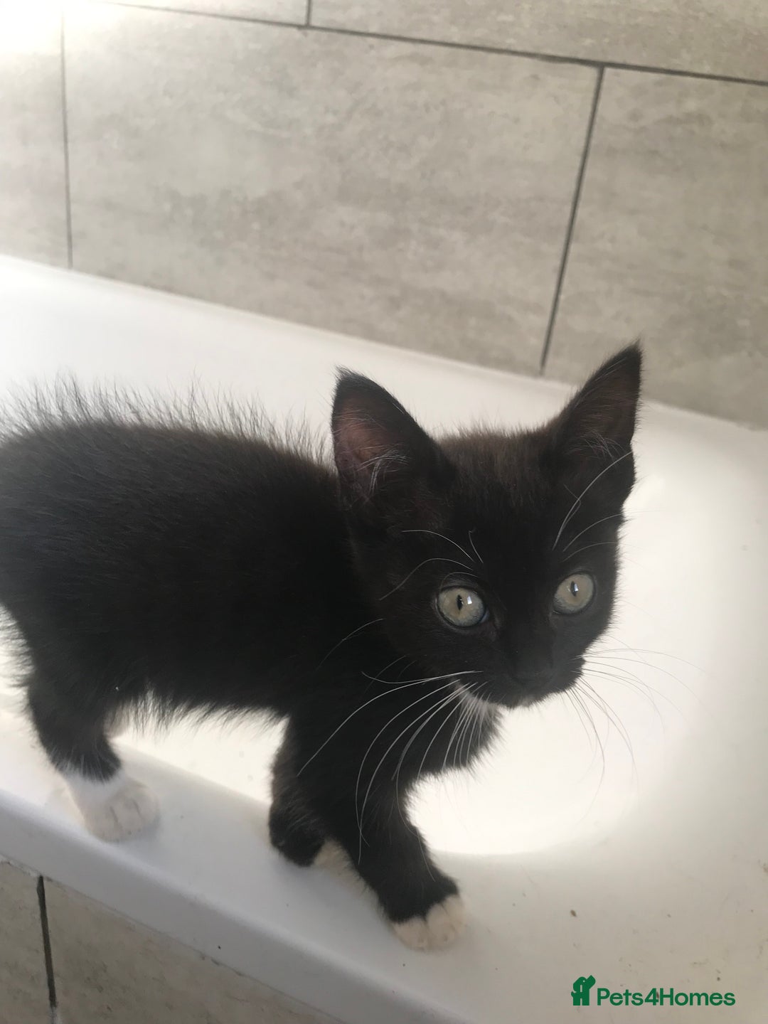 Mixed Breed cats for sale: 2 playful kittens looking for a loving home - Advert 4