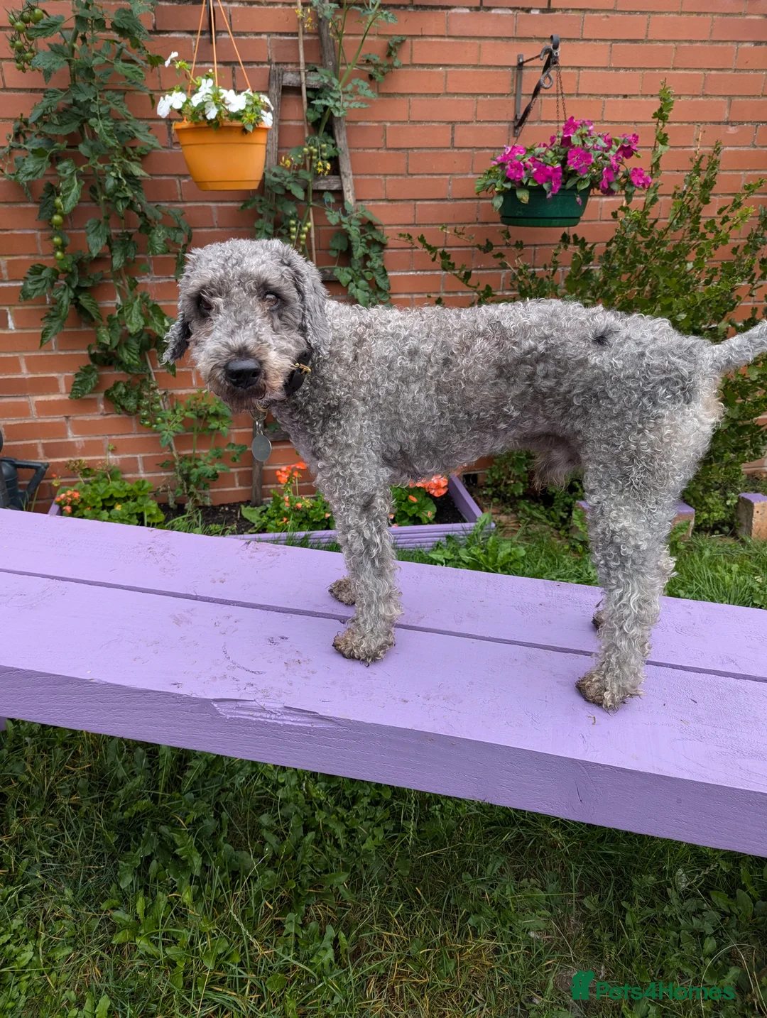 Gallery Image {{count}}