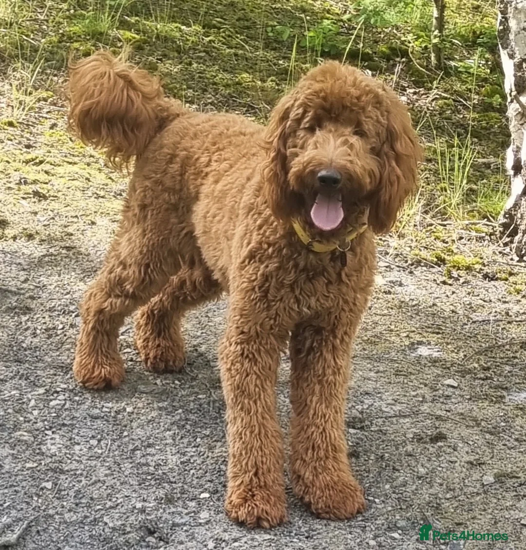 Irish Doodle dogs for stud: Irish Doodle Stud, Proven, DNA & Hip Tested in Tamworth - Advert 1