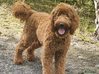 Irish Doodle dogs Irish Doodle Stud, Proven, DNA & Hip Tested in Tamworth - Advert 2
