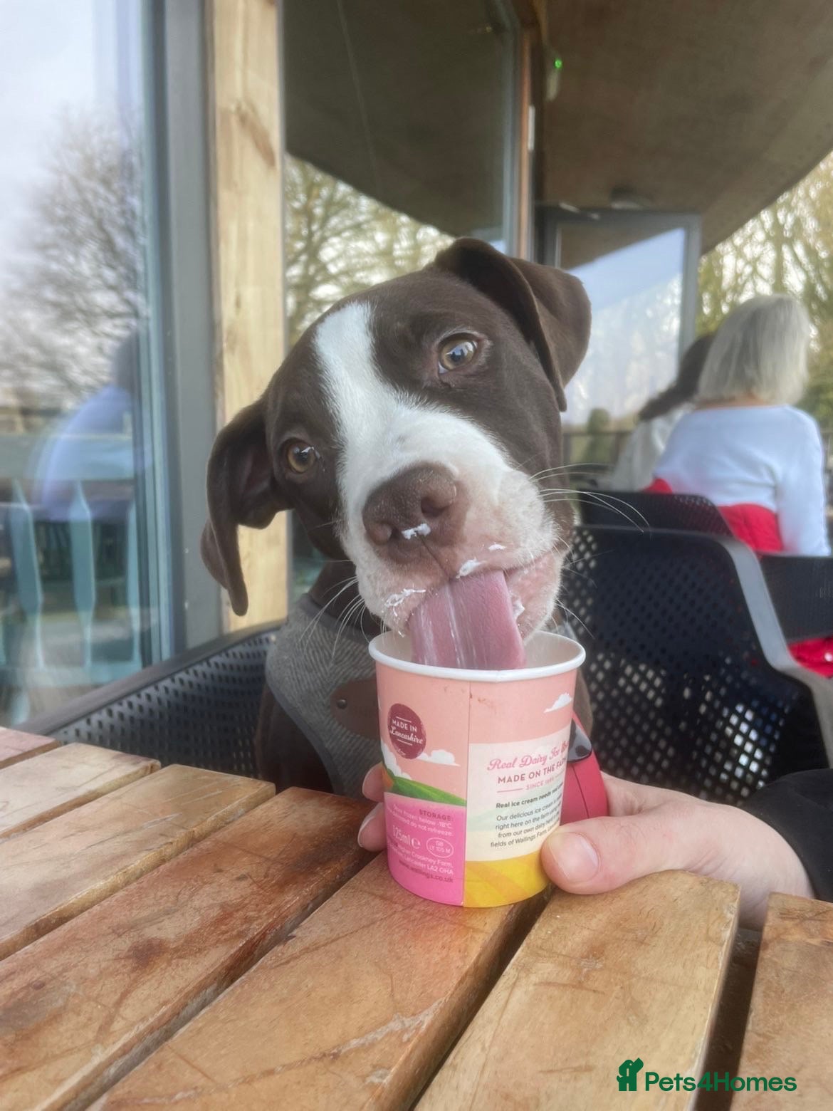 Mixed Breed dogs American bully x American bulldog For sale  - Advert 1