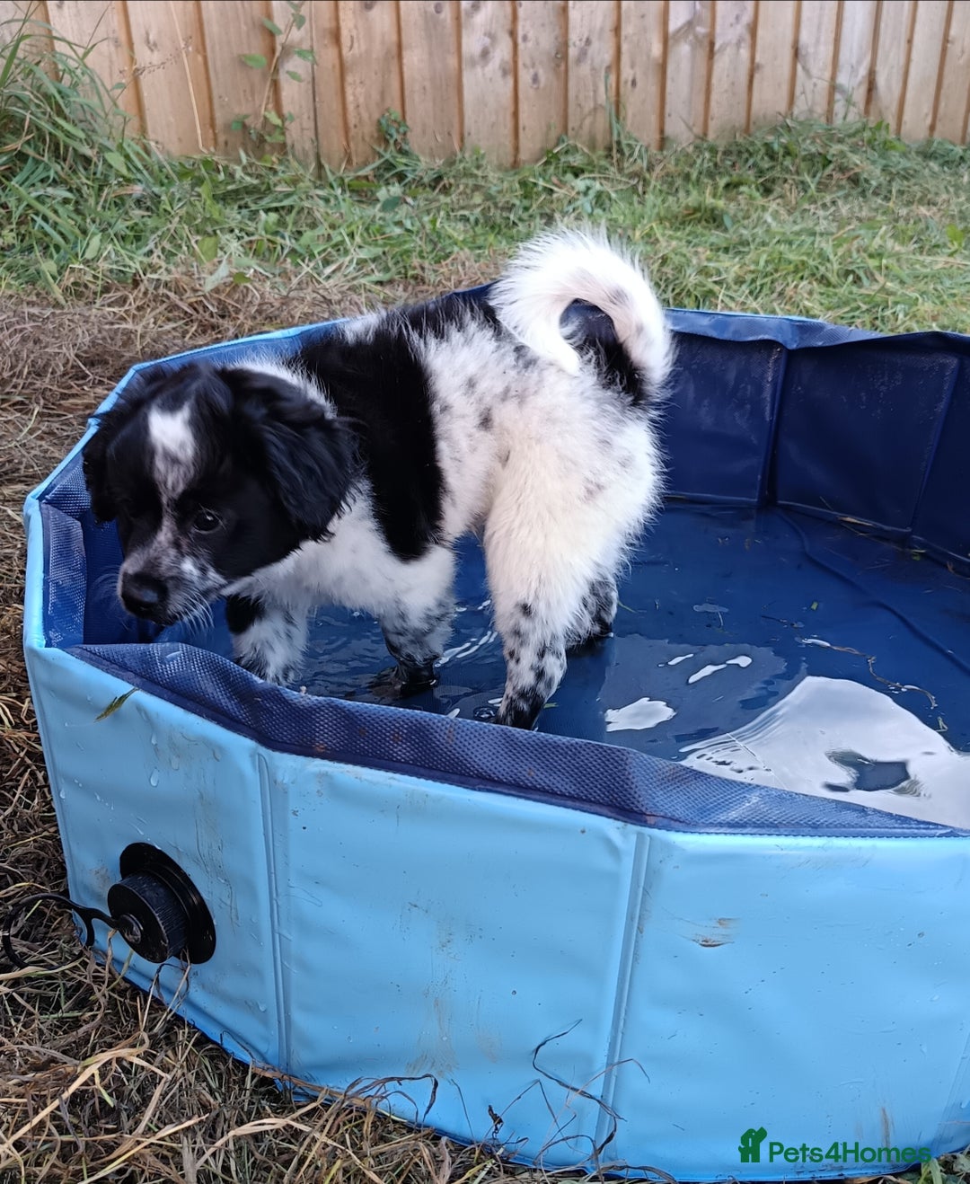 Mixed Breed dogs for sale: Pomapoo puppies  - Image 1