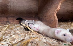 Ferret rodents for sale: Male ferrets born may 25 - Image 3