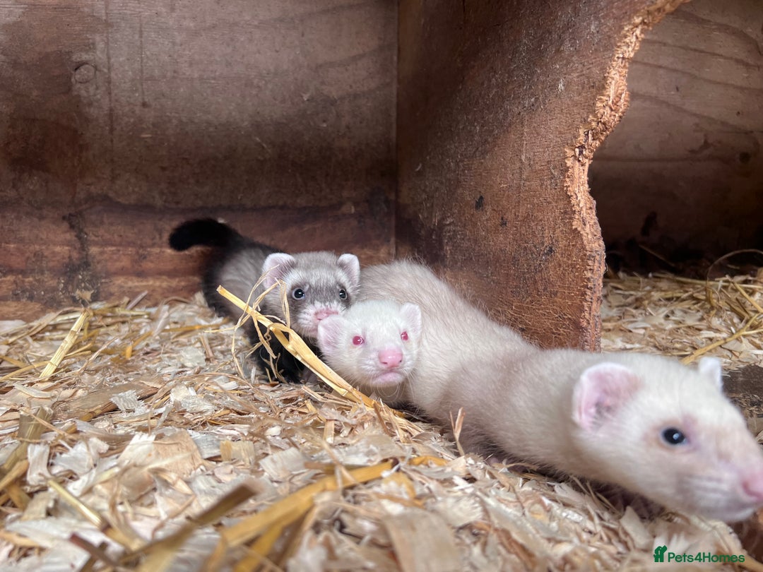 Ferret rodents for sale: Male ferrets born may 25 - Image 3