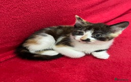 Mixed Breed cats for sale: 2 month old kittens ready for their forever homes  - Image 8
