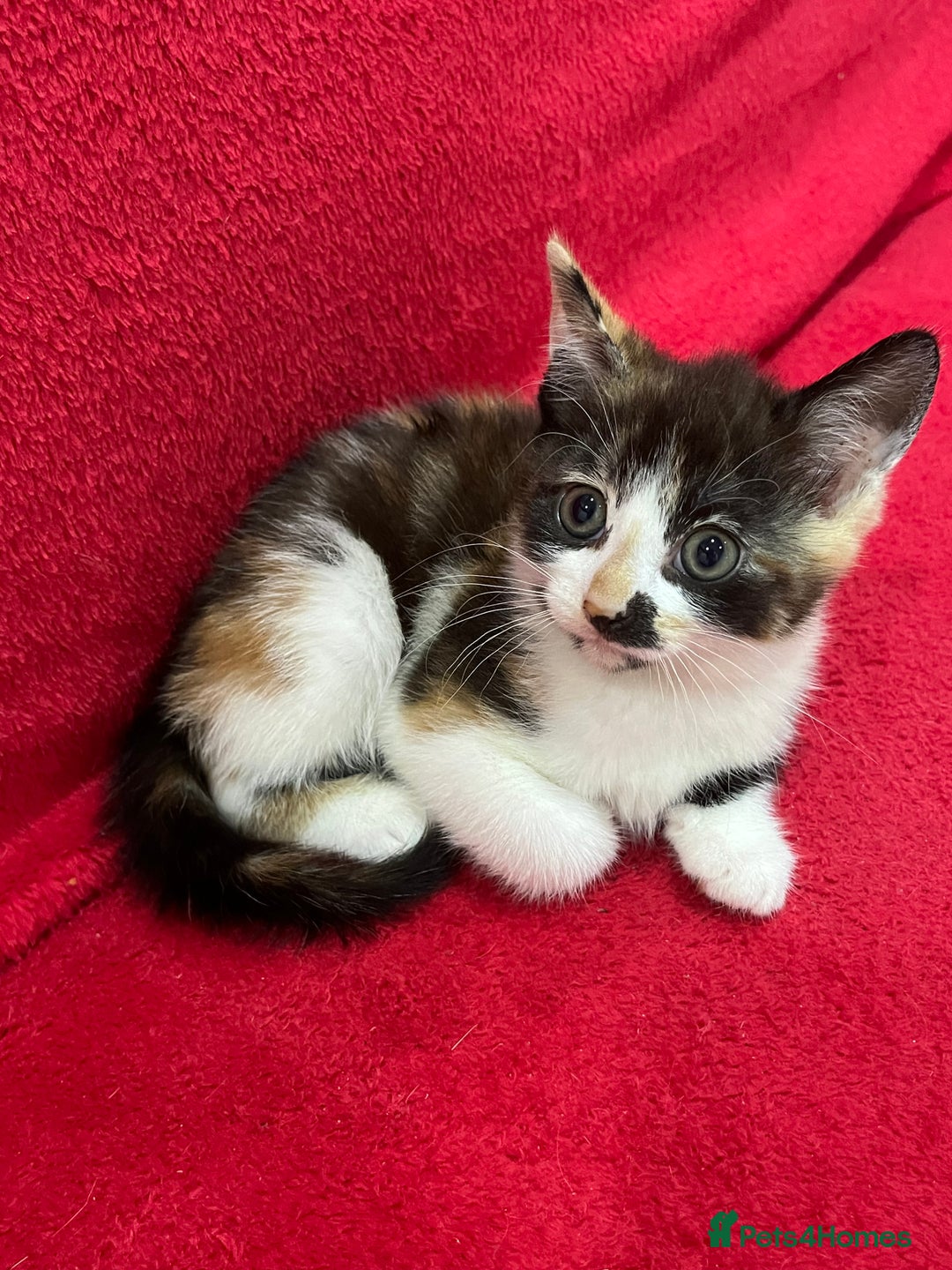 Mixed Breed cats for sale: 2 month old kittens ready for their forever homes  - Image 8