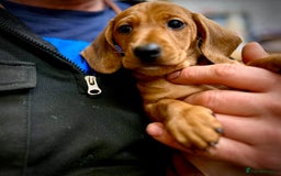 Miniature Dachshund dogs for sale: KC reg miniature smooth haired dachshunds  - Image 8