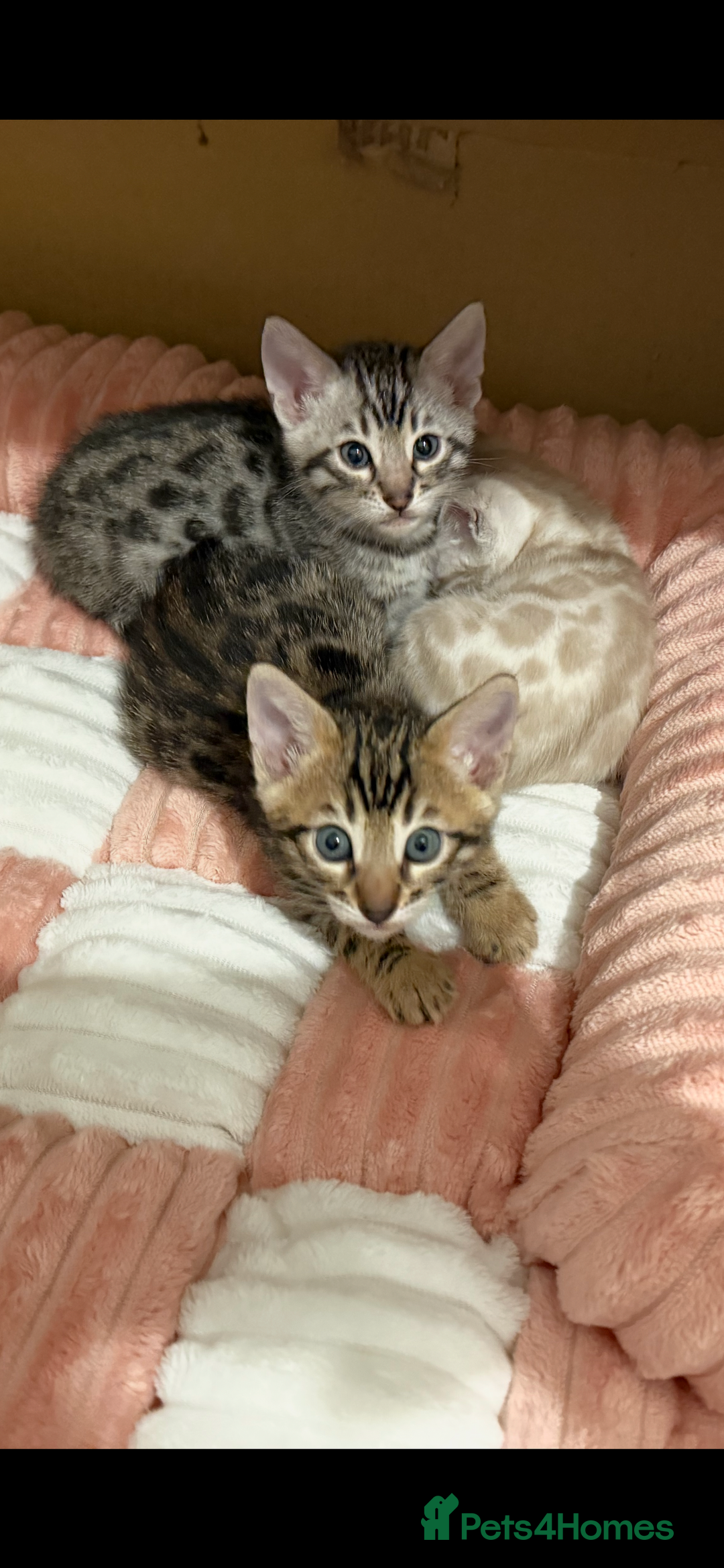 Bengal cats for sale: 🩶 BENGAL 🔥 KITTENS 🤍 TICA REGISTERED  - Advert 26